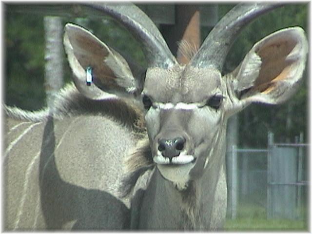 GREATER KUDU 0100